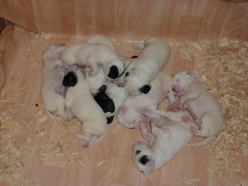chiots de BALOO DU CLOS DES SEPT TERRES ET ELLA