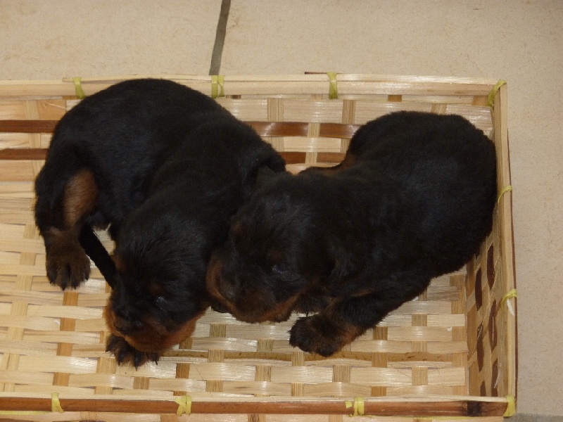 chiots 2012