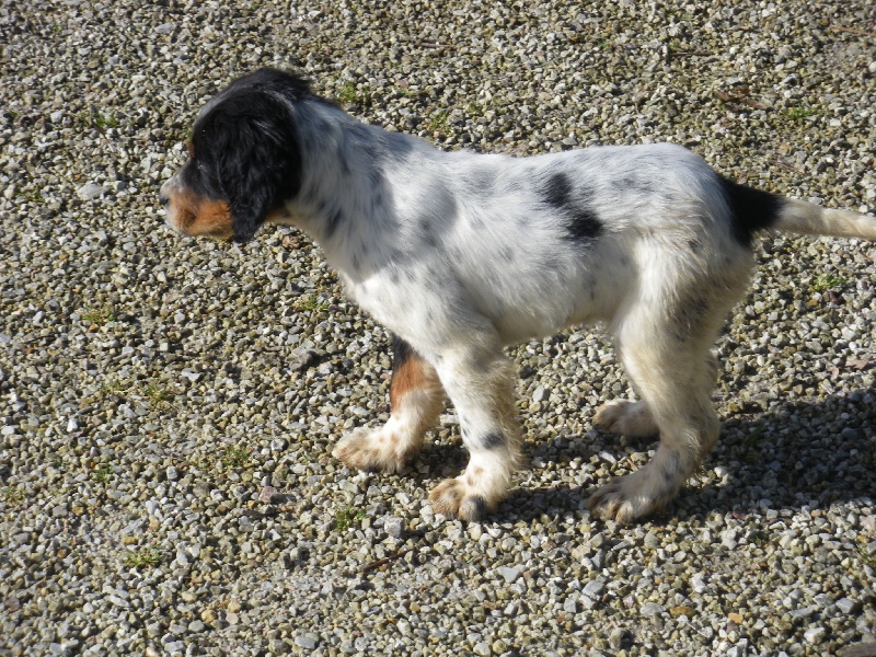 chasse