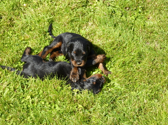 chiots de DIANE et BASILE