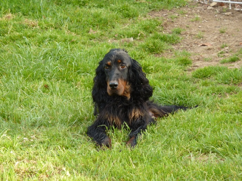 DIANE