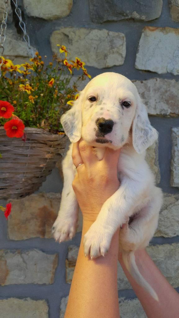 De La Fieffe Du Bois - Chiots disponibles - Setter Anglais