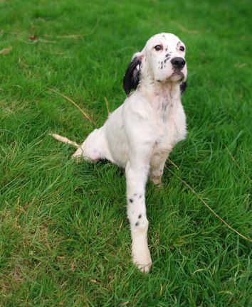 De La Fieffe Du Bois - Chiots disponibles - Setter Anglais
