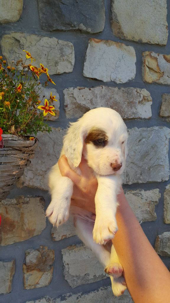 De La Fieffe Du Bois - Chiots disponibles - Setter Anglais