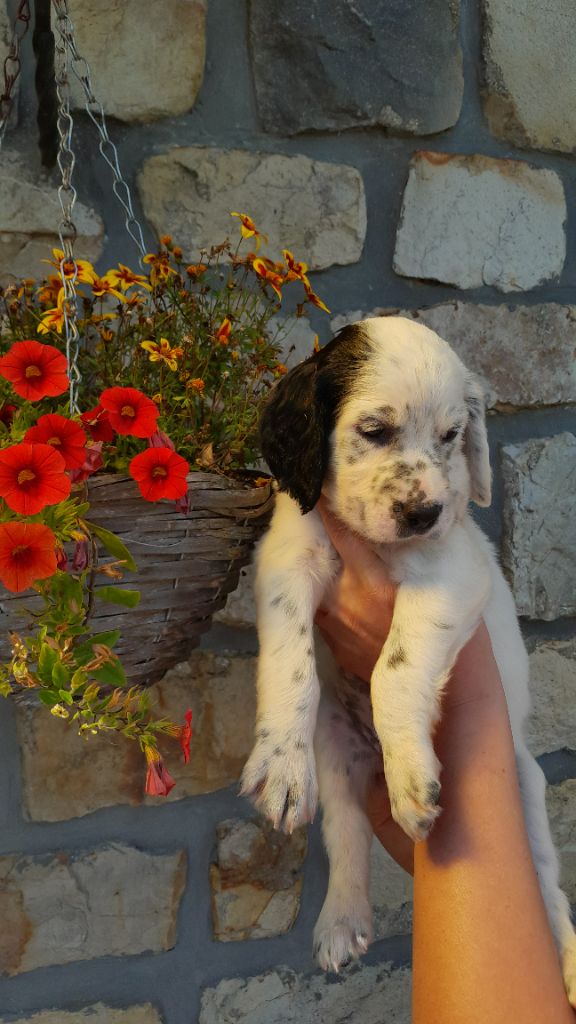 De La Fieffe Du Bois - Chiots disponibles - Setter Anglais