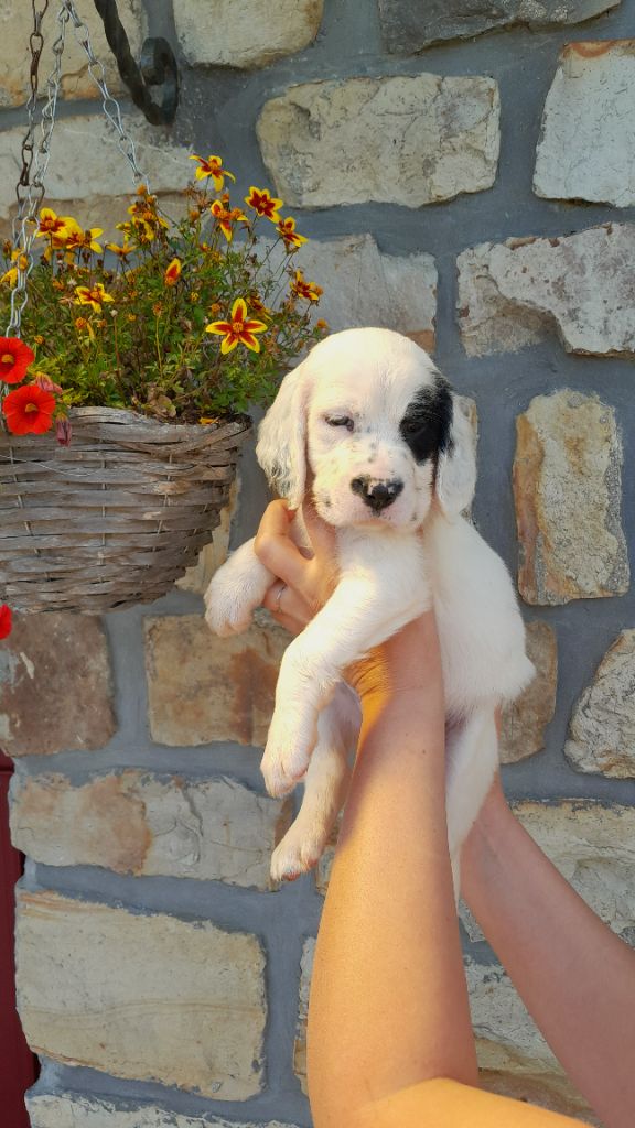 De La Fieffe Du Bois - Chiots disponibles - Setter Anglais