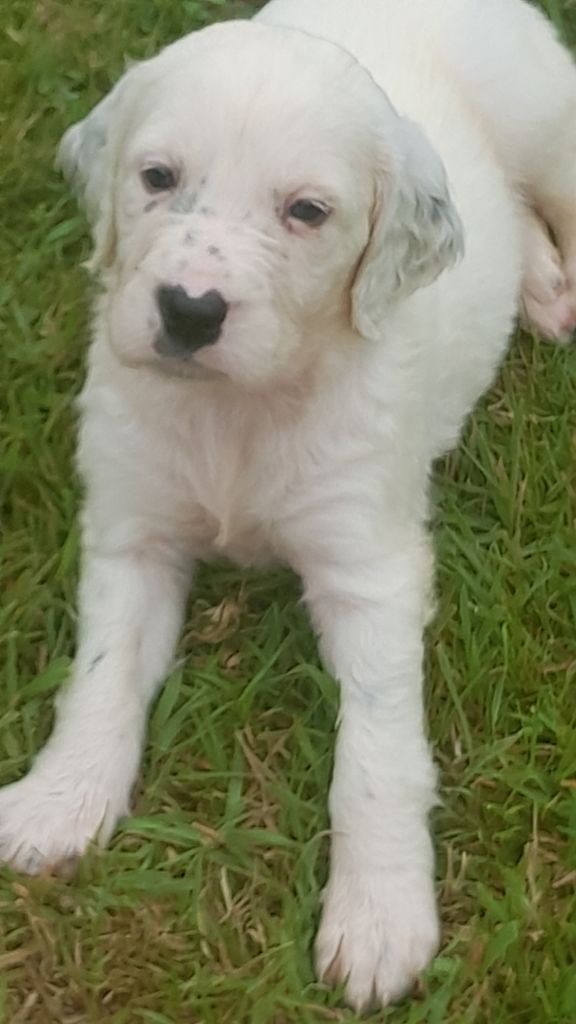 De La Fieffe Du Bois - Chiots disponibles - Setter Anglais