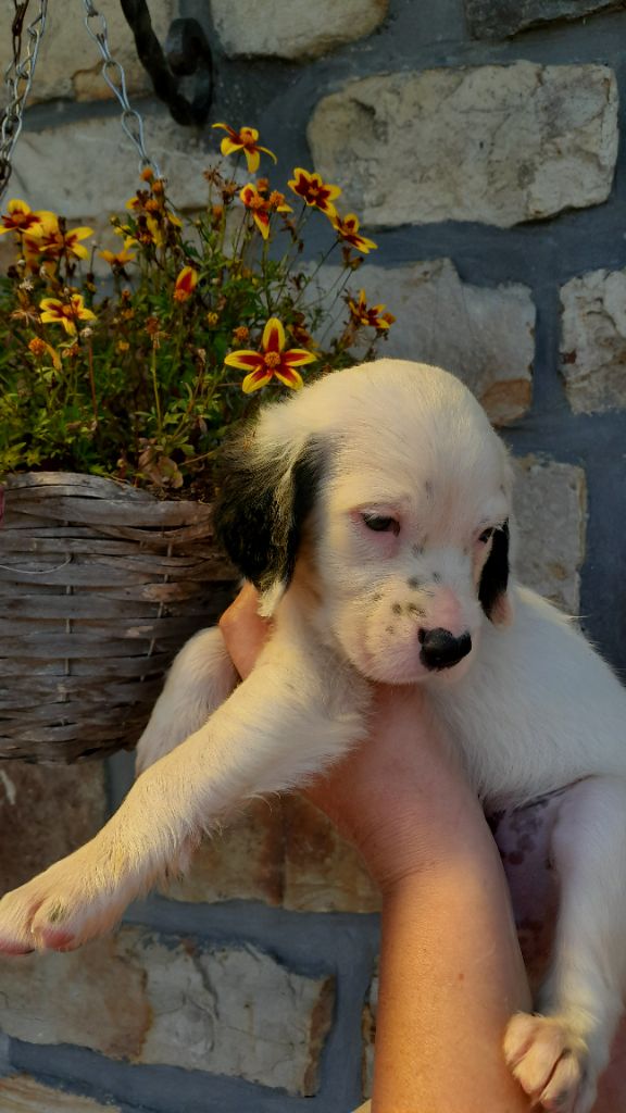 De La Fieffe Du Bois - Chiots disponibles - Setter Anglais
